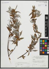 Foto von Salix alba L.